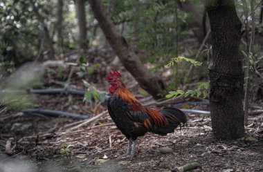 Kızıl orman kuşları ormanın zemininde. Güzel Horoz doğal ortamın ortasında duruyor, Tayland 'da yerli türünün tavuğu, Kopya uzayı, Seçici odak.