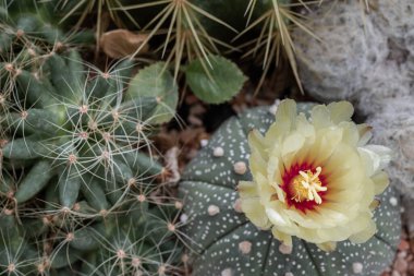 Astrophytum asterias (Kabuto kaktüsü) ve Mammillaria longimamma, kaktüs bahçesinde Mammillaria Plumosa olan güzel kaktüsler. Sulu bitki, kaktüs çiçeği, üst görünüm, metin için boşluk, seçici odak.