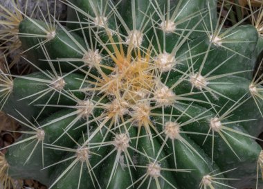 Ferocactus Echidne 'in üst görüntüsü keskin beyaz dikenli. Prickly Green Parodia Poliyacantha kaktüsü veya Parodia langsdorffii bitkisi, Succulent Plant, metin için alan, seçici odak.