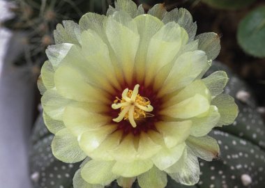 Kaktüs bahçesindeki Astrophytum asterias 'ın (Kabuto kaktüsü) sarı çiçeğinin üst görüntüsü. Kaktüs çiçeği, sulu bitki, metin için alan, seçici odak.