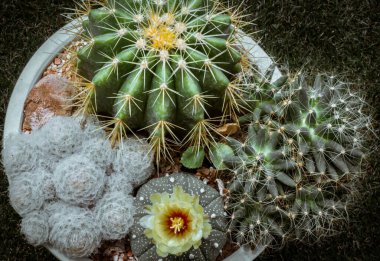 Yellow flower of Astrophytum asterias (Kabuto cactus) with Ferocactus echidne, Mammillaria longimamma and Mammillaria Plumosa. Many beautiful cactus with feathers planted in different shapes and different colors growing in white plant pot. Succulent  clipart