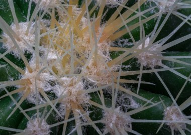 Close-up of Ferocactus echidne with sharp white prickles. Prickly green Parodia polyacantha cactus or Parodia langsdorffii plant, Cactus flower, Succulent Plant, Copy space, Selective focus. clipart