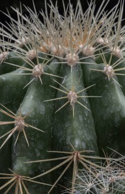 Close-up of Ferocactus echidne with sharp white prickles. Prickly green Parodia polyacantha cactus or Parodia langsdorffii plant, Cactus flower, Succulent Plant, Copy space, Selective focus. clipart