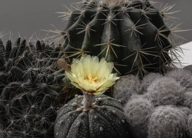 Ferocactus echidne, Mammillaria longimamma ve Mammillaria Plumosa ile birlikte Astrophytum asterias 'ın (Kabuto kaktüsü) sarı çiçeği. Tüyleri farklı şekillerde dikilmiş birçok güzel kaktüs ve beyaz saksıda büyüyen farklı renkler. Sulu 