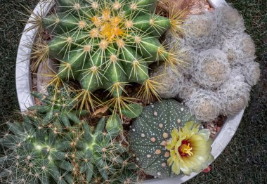 Ferocactus echidne, Mammillaria longimamma ve Mammillaria Plumosa ile birlikte Astrophytum asterias 'ın (Kabuto kaktüsü) sarı çiçeği. Tüyleri farklı şekillerde dikilmiş birçok güzel kaktüs ve beyaz saksıda büyüyen farklı renkler. Kaktüs flo