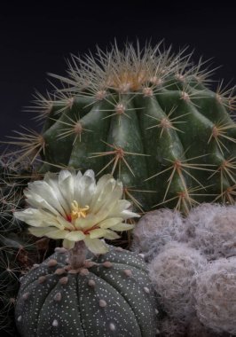 Astrophytum asterias 'ın güzel sarı çiçeği (Kabuto kaktüsü), arka planda Ferocactus echidne ve Mammillaria plumosa (Feather cactus) ile çiçek açmaktadır. Astrophytum cinsindeki kaktüs türleri içinde çukur olan bir sırt şeklindedir.