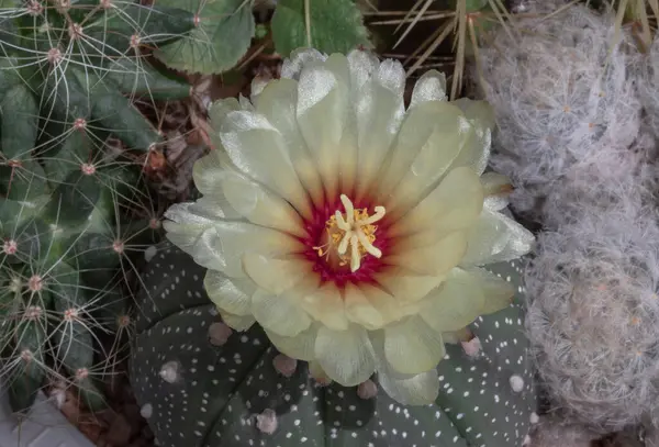 stock image Top view of Yellow flower of Astrophytum asterias (Kabuto cactus) in the middle of Ferocactus echidne, Mammillaria longimamma and Mammillaria Plumosa in cactus garden. Succulent Plant, Cactus flower, Space for text, Selective focus.