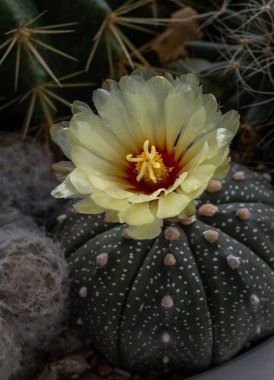 Astrophytum asterias 'ın (Kabuto kaktüsü) güzel sarı çiçeği arka planda Ferocactus echidne ile çiçek açıyor. Astrophytum cinsindeki kaktüs türleri omurga boyunca ortadaki bir çukur şeklindedir. Şekil verir
