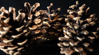 Koyu arkaplanda büyük kozalaklar. Çam kozalakları güzel ve kurudur ve bazıları açıktır, Aydınlık ve Gölge, metin için boşluk, seçici odak.