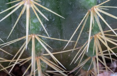 Close-up of Ferocactus echidne with sharp white prickles. Prickly green Parodia polyacantha cactus or Parodia langsdorffii plant, Cactus flower, Succulent Plant, Copy space, Selective focus. clipart