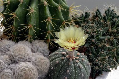 Ferocactus echidne, Mammillaria longimamma ve Mammillaria Plumosa ile birlikte Astrophytum asterias 'ın (Kabuto kaktüsü) sarı çiçeği. Tüyleri farklı şekillerde dikilmiş birçok güzel kaktüs ve beyaz saksıda büyüyen farklı renkler. Kaktüs flo