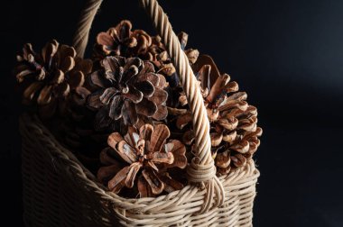 Siyah arka planda Wicker sepetinde çam kozalakları. Çam kozalakları güzel ve kuru ve bazıları açık, Işık ve Gölge, metin için Duvar kağıdı, Poster ve boşluk olarak kullanın, Seçici odak.
