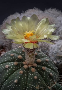 Astrophytum asterias 'ın (Kabuto kaktüsü) güzel sarı çiçeği arka planda Mammillaria Plumosa ile çiçek açıyor. Astrophytum cinsindeki kaktüs türleri omurga boyunca ortadaki bir çukur şeklindedir. Şalter yapar