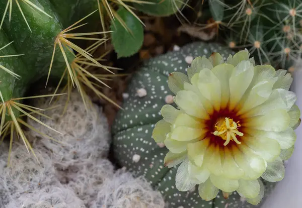 Kaktüs bahçesinde Ferocactus echidne ve Mammillaria Plumosa ile birlikte Astrophytum asterias 'ın (Kabuto kaktüsü) sarı çiçeğinin en üst görüntüsü. Sulu bitki, kaktüs çiçeği, kopyalama alanı, seçici odak.
