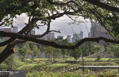 Bangkok, Thailand - 19 Feb, 2022 - View of The skyscrapers in Bangkok seen through large green trees space in Benchakitti park (Central forest park) at Afternoon. City growth concept, Space for text, Selective focus. clipart