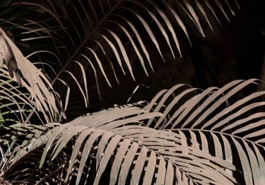 Karmaşık doğal ışığın zarafeti ve arka planda bir palmiye yaprağının gölgesi. Düşük tuşlu ışıklandırma Nature arkaplanı, Tropikal yapraklar desenli duvar kağıdı, metin, Seçici odak için Duvar kağıdı, Poster ve Alan olarak kullanın.