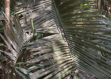 Karmaşık doğal ışığın zerafeti ve kireçtaşı mağarasının içindeki bir palmiye yaprağının gölgesi. Tropikal yaprak desenli duvar kağıdı, bunu duvar kağıdı olarak kullanın, Poster ve Kopyalama alanı, Seçici odak.