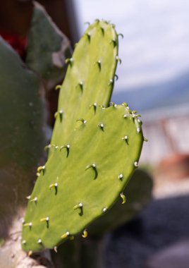 View of New born cereus hexagonus with blurred green cactus background. Nice cactus of the family of Succulents plant, Nature and new life background concept, Ornamental plant, use it as your Wallpaper, Poster and Space for text, Selective focus. clipart