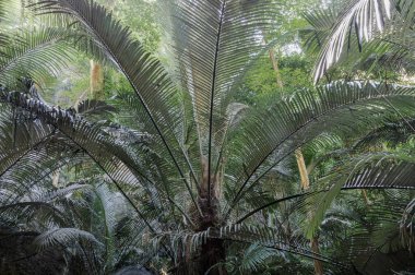 Uthai Thani, Tayland - 06 Aralık 2024 Antik Orman Hup Pa Tat 'ın doğal ışığındaki büyük yeşil palmiye ağaçlarının manzarası. Central Valley Uthai Thani 'deki ünlü seyahat merkezleri, bunu yazı için duvar kağıdı, poster ve boşluk olarak kullanın.