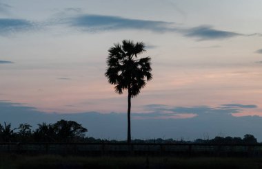 Renkli günbatımında, pirinç tarlasının ortasında gökyüzüne karşı uzanan olağanüstü şeker palmiyesi silueti. Kırsal kesimdeki doğa manzarasının güzel manzarası, bunu yazı için duvar kağıdı, poster ve boşluk olarak kullanın. Seçici odak.