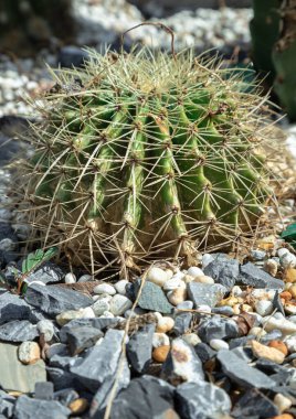 View of Golden barrel cactus (Echinocactus grusonii) with sharp white prickles. Prickly green barrel cactus plant, Succulent Plant, Ornamental plant, use it as your Wallpaper, Poster and Copy space, Selective focus. clipart