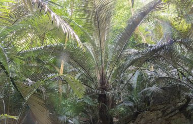 Uthai Thani, Tayland - 06 Aralık 2024 Antik Orman Hup Pa Tat 'ın doğal ışığındaki büyük yeşil palmiye ağaçlarının güzel manzarası. Central Valley Uthai Thani 'deki ünlü seyahat noktalarını duvar kağıdı, poster ve kopyalama alanı olarak kullanın.