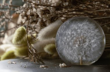 Round glass paperweight with preserved fresh flower dandelion inside on Dried flowers background. Gorgeous handmade crystal dandelion against Bunny tails grass in the background, World Environment and Ecology concept, use it as your Wallpaper, Poster clipart