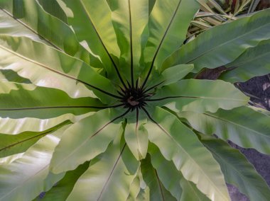 Texture long leaves of Bird's-nest fern Asplenium nidus on background. use it as your Wallpaper, Poster and Space for text, Selective focus. clipart