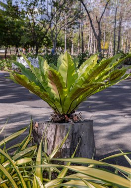 Bird's-nest fern Asplenium nidus planted on Big wood log in a shady area of the city park by morning. use it as your Wallpaper, Poster and Space for text, Selective focus. clipart