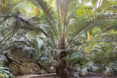 Uthai Thani, Tayland - 06 Aralık 2024 - Antik Orman Hup Pa Tat 'ın içindeki büyük yeşil palmiye ağaçlarının doğal ışık ve yürüyüş yolunun manzarası. Central Valley 'deki ünlü tatil beldeleri Uthai Thani, Duvar kağıdı olarak kullanın, Poster.