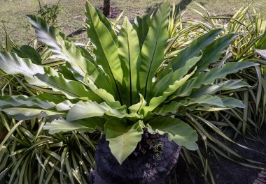 Kuş yuvası eğreltiotu Asplenium Nidus sabaha kadar şehrin gölgeli bir bölgesindeki büyük ahşap kütüğe dikilmiş olacak. Duvar kağıdı olarak kullan, Poster ve Kopyala alanı, Seçici odak.