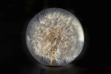 Round crystal paperweight with preserved fresh flower dandelion inside on dark background. Gorgeous handmade glass dandelion paperweight, use it as your Wallpaper, Poster and Space for text, Selective focus. clipart