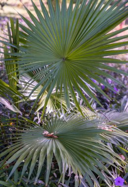 Natural light shines through hitting on Green foliage plant of fan palms livistona australis in the bush land. use it as your Wallpaper, Poster and Space for text, Selective focus. clipart