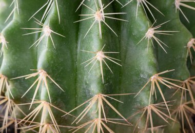 Close-up view of Ferocactus echidne in detailed with sharp white prickles. Prickly green Parodia polyacantha cactus or Parodia langsdorffii plant, Cactus flower, Succulent Plant, use it as your Space for text, Design, Wallpaper and Poster, Selective  clipart