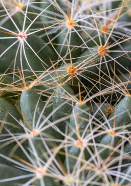 Mammillaria longimamma 'nın keskin beyaz dikenli görüntüsü. Dikenli yeşil parmak kaktüsü, sulu bitki, kaktüs çiçeği, metin, tasarım, duvar kağıdı ve poster için boşluk olarak kullanın, seçici odak.