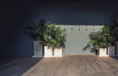 Bangkok, Tayland. Şubat - 06, 2022 - Çivit duvara karşı beyaz kaplarda altın kamış palmiyesinin iç görünümü ve güneş ışığıyla kaplı eski ahşap zemin. Metin için duvar kağıdı, poster ve boşluk olarak kullan, Seçici Odaklama.