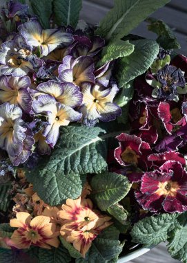 Yıldız alevi antika gölgeli çok renkli primula, Marietta ve Flamenco koyu mor kenarlı. Renkli, parlak çiçekli yeşil yapraklı çiçek, Primula Vulgaris. Metin, Tasarım, Duvar Kağıdı ve Poster için boşluk olarak kullan.