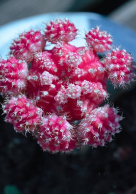 Yakut top kaktüsü veya Ay kaktüsü (Gymnocalycium Mihanovichii) Turuncu kaktüs çiçeğini metin için duvar kağıdı, poster, tasarım ve boşluk olarak kullanın..