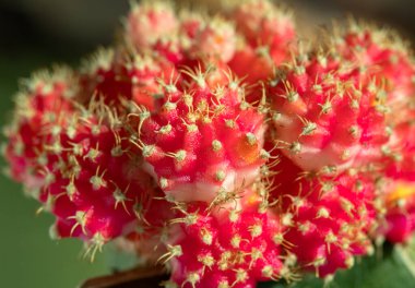Yakut top kaktüsü veya Ay kaktüsü (Gymnocalycium Mihanovichii) Turuncu kaktüs çiçeğini metin için duvar kağıdı, poster, tasarım ve boşluk olarak kullanın..