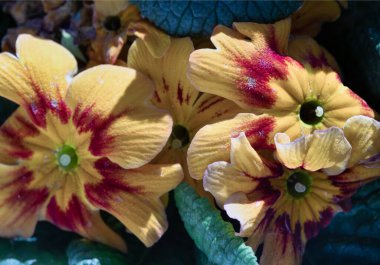 Primula Marietta 'nın parlak sarı taç yaprakları ve her bahçeye harika bir katkı. Yeşil yapraklı çiçek çiçekleri, Primula Vulgaris. Metin için Duvar Kağıdı, Poster, Tasarım ve Boşluk olarak kullan, Seçili Odak.