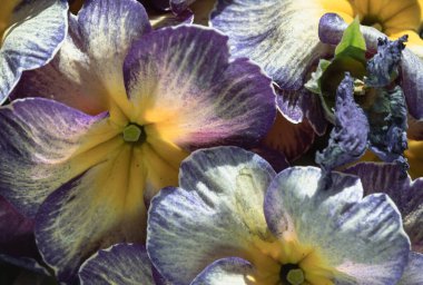 Primula yıldız alevi antika gölgeleri, güzel mor ve parlak sarı taç yaprakları ve her bahçeye harika bir ilave. Primrose çiçekleri çiçekli arka plan, Primula Vulgaris. Metin için Duvar Kağıdı, Poster, Tasarım ve Boşluk olarak kullan, Seçili Odak