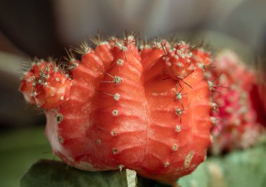Yakut top kaktüsü veya Ay kaktüsü (Gymnocalycium Mihanovichii) Turuncu kaktüs çiçeğini metin için duvar kağıdı, poster, tasarım ve boşluk olarak kullanın..