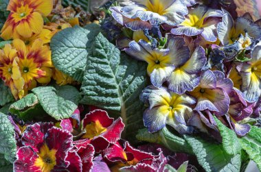 Yıldız alevi antika gölgeli çok renkli primula, Marietta ve Flamenco koyu mor beyaz kenarlı herhangi bir bahçe için harika bir ilave. Renkli, parlak çiçekli yeşil yapraklı çiçek, Primula Vulgaris. Kopyalama alanı olarak kullan, 