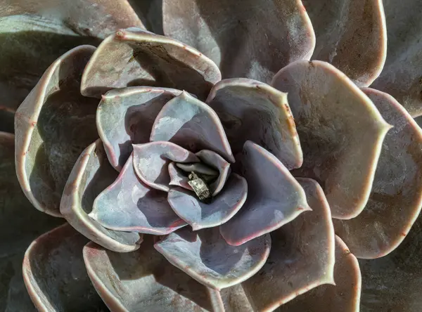 Echeveria Perle von Nurnberg 'in (düz rosetler) mor ve pembe-gri yapraklı sulu bitkisinin üst görüntüsü. Kaktüs çiçeği, bunu metin için duvar kağıdı, poster, tasarım ve boşluk olarak kullan, seçili odak.