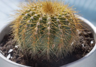 Parodia leninghausii (limon topu kaktüsü) ya da Echinocactus grusonii (Altın fıçı kaktüsü) sersemleticisi. Bu türün altın dikenleri var, bunu yazı için duvar kağıdı, poster ve boşluk olarak kullanın, seçici odak.