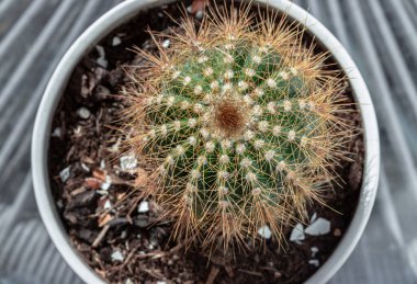 Bitki kabında Parodia leninghausii (limon topu kaktüsü) veya Echinocactus grusonii 'nin (Altın fıçı kaktüsü) üst görüntüsü. Bu türün altın dikenleri var, bunu yazı için duvar kağıdı, poster ve boşluk olarak kullanın, seçici odak.