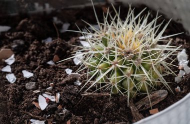 Ferocactus Echidne 'de yakın mesafeden keskin beyaz dikenli dikenlerin çarpıcı görüntüsü. Dikenli yeşil Parodia poliyacantha kaktüsü veya Parodia langsdorffii bitkisi, metin için duvar kağıdı, poster ve boşluk, seçici odak olarak kullanın.