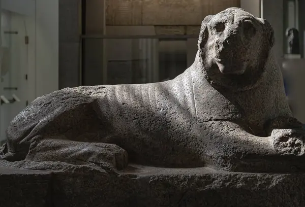 Londra, İngiltere - 31 Mayıs 2025 - Nubia 'daki Soleb Tapınağı' ndan The Prudhoe Lions 'un veya Soleb Lions' un kırmızı granit heykeli, British Museum 'daki Antik Mısır kırmızı granit heykelleri. Duvar kağıdın olarak kullan, Poster 
