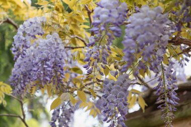 Mor Wisteria Sinensis çiçekleri ya da çiçek açan Çin Salkımı Ağaçları Bahçede. Metin, Seçici odak için Duvar Kağıdı, Poster ve Boşluk olarak kullan.