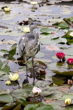 Ardea Cinerea veya Grey Heron, uzun bacaklı, uzun gagalı, S şeklinde boyunlu, gri, beyaz ve siyah tüylüdür. Nilüfer çiçekleri açan su çiçekleri ile Lotus göletinde duran bir balıkçı kuşu, bunu duvar kağıdı olarak kullanın.. 
